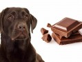 狗狗吃巧克力会怎么样办