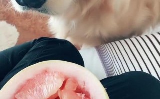狗狗可以吃柚子吗「狗狗可以吃柚子吗为什么」