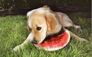 狗狗能吃橙子吗「狗狗能吃橘子吗 泰迪」