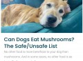 狗狗能吃蘑菇吗熟的