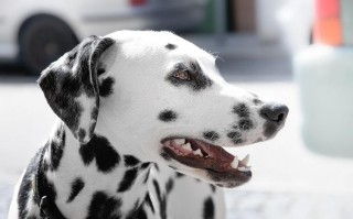 黑白点狗狗是什么狗