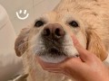 狗狗自己洗脸「狗狗自己洗脸是什么意思」