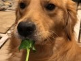 狗狗可以吃菠菜吗熟的