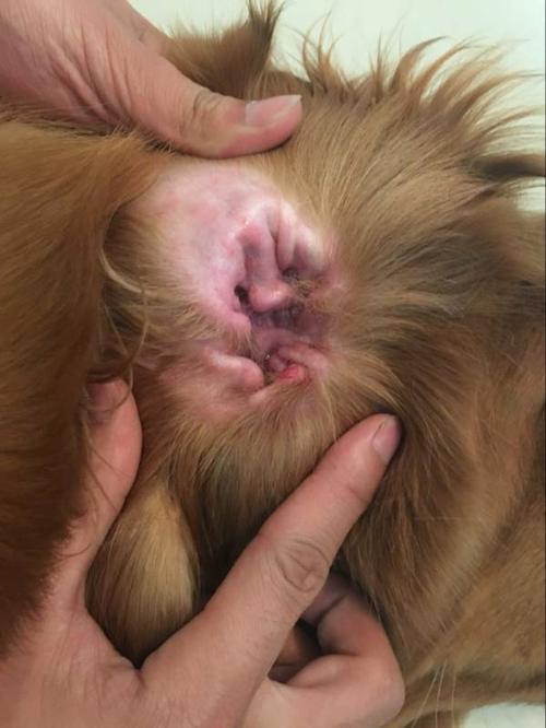 狗狗耳朵聋的症状「狗狗耳朵聋的症状有哪些」-第2张图片-益家宠物网